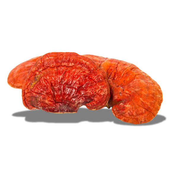 Reishi Mushroom