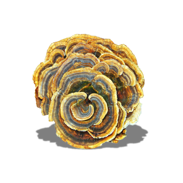 Turkey Tail Mushroom