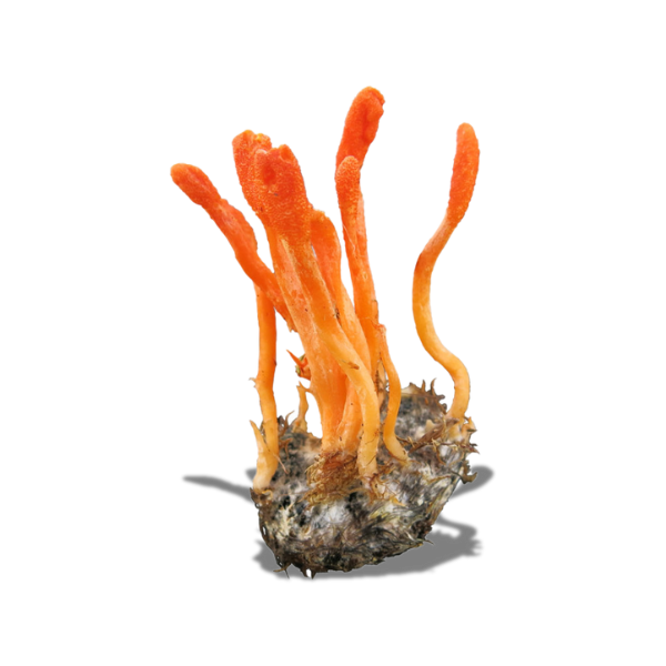 Cordyceps Mushroom